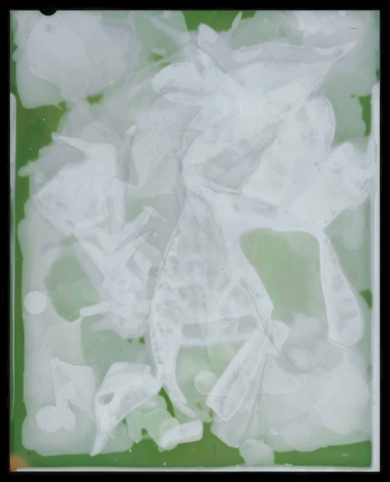 Kate Van Der Drift, Convolvulus Arvensis (Bindweed) Negative , 2025