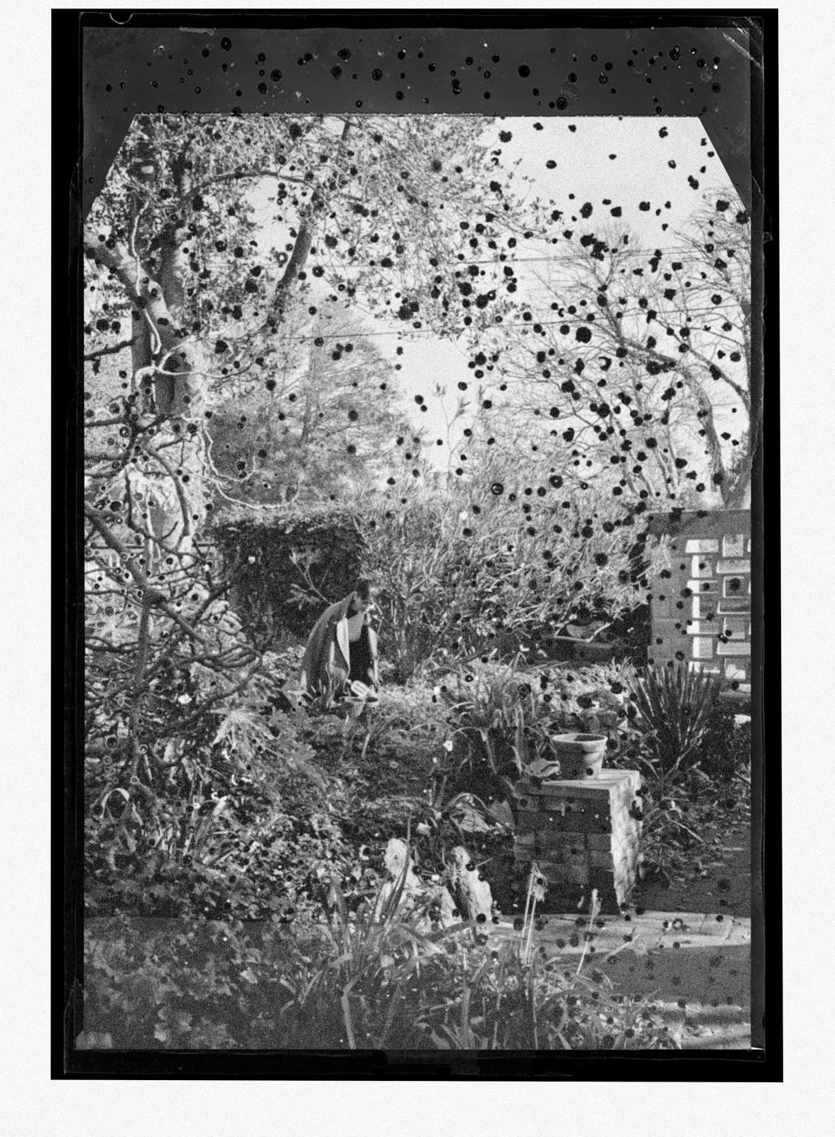 Julia Holderness, Florence Weir in a Garden, Ōtautahi Christchurch, 2024