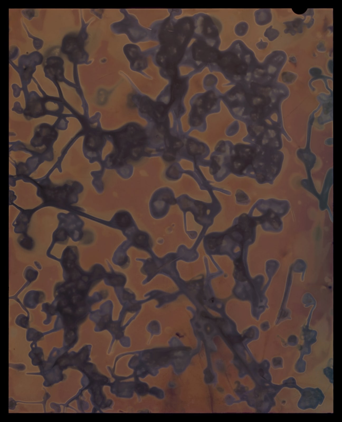 Kate Van Der Drift, Briza Minor (Little Quakinggrass) Positive, 2025