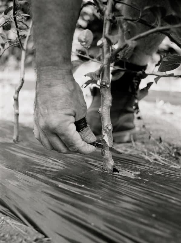 Kevin Capon, Stem Graft, 2012