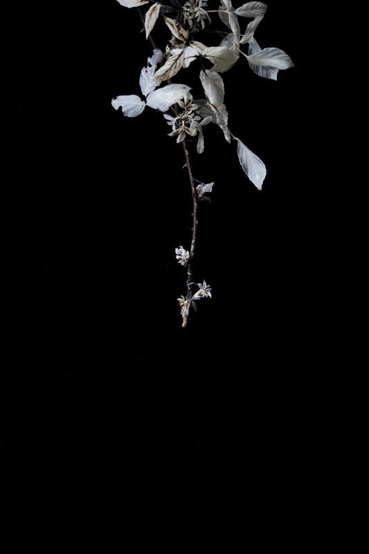 Elle Anderson, Explorer's Reach, 2015