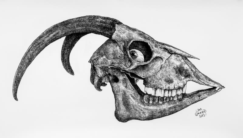 Liam Gerrard, Goat Skull (with eyeball), 2013