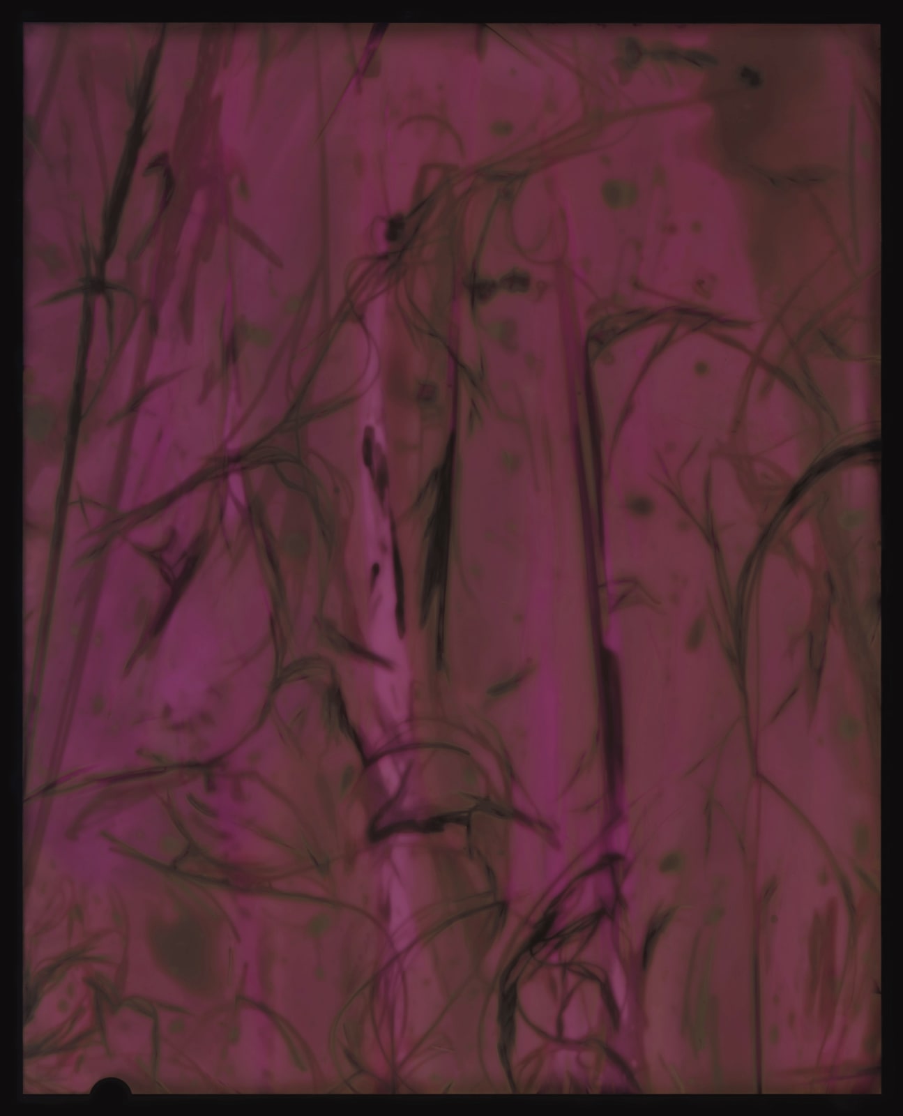 Kate Van Der Drift, Nassella Tenuissima (Fine Stemmed Needlegrass) Positive, 2025