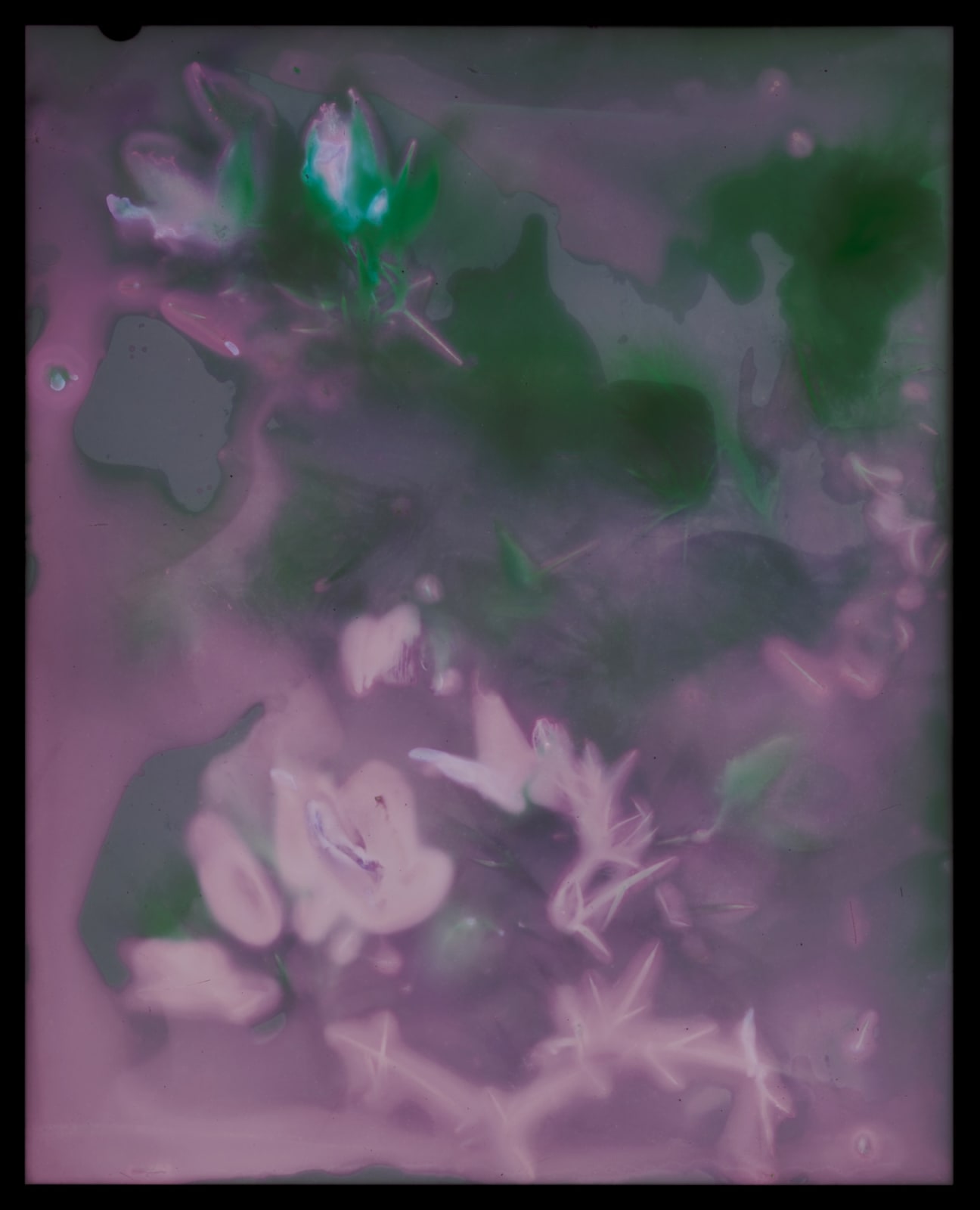 Kate Van Der Drift, Ulex Europaeus (Gorse), 2025