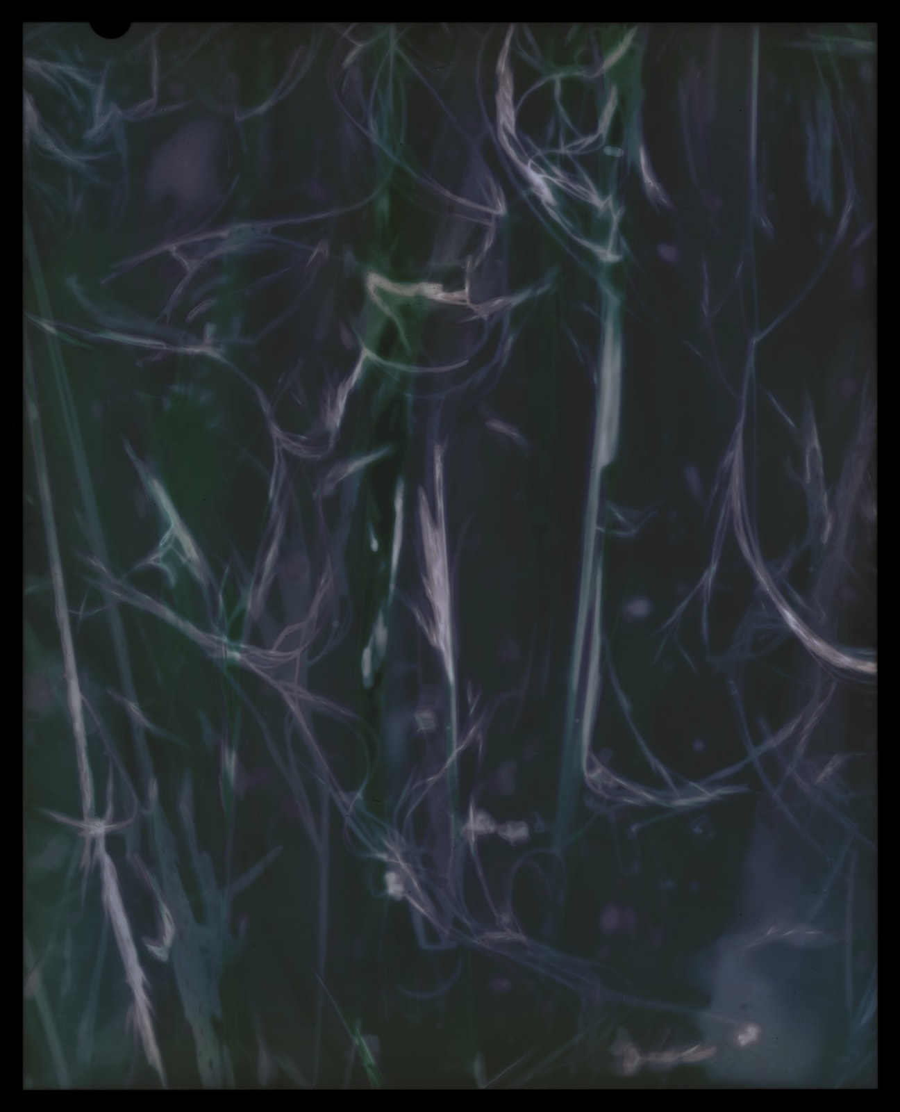Kate Van Der Drift, Nassella Tenuissima (Fine Stemmed Needlegrass) Negative, 2025