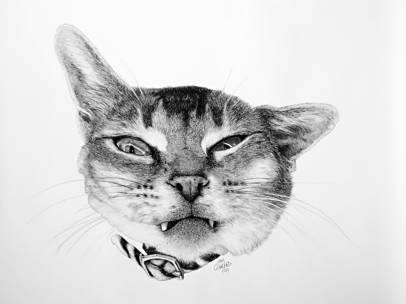 Liam Gerrard, Livvi (new collar), 2010
