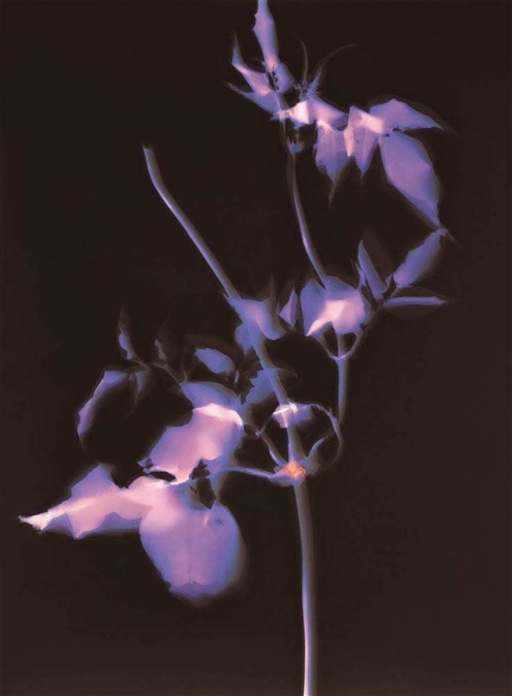 Jorden Clifton, Untitled, 2020