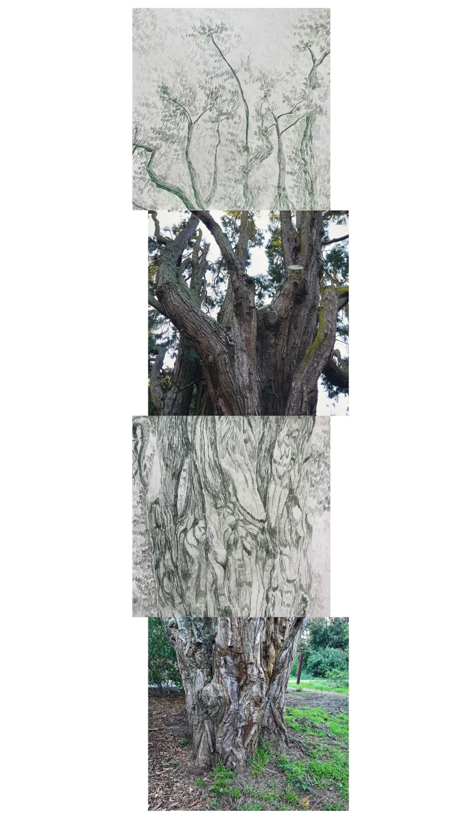 Gabriela Albergaria (Portugal/Belgium), Cedar at San Francisco Botanic Garden, 2025