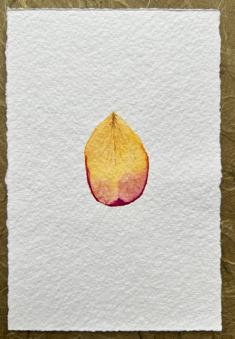 Bilgé (Turkey/US), Double Rose Petals Book, 1978