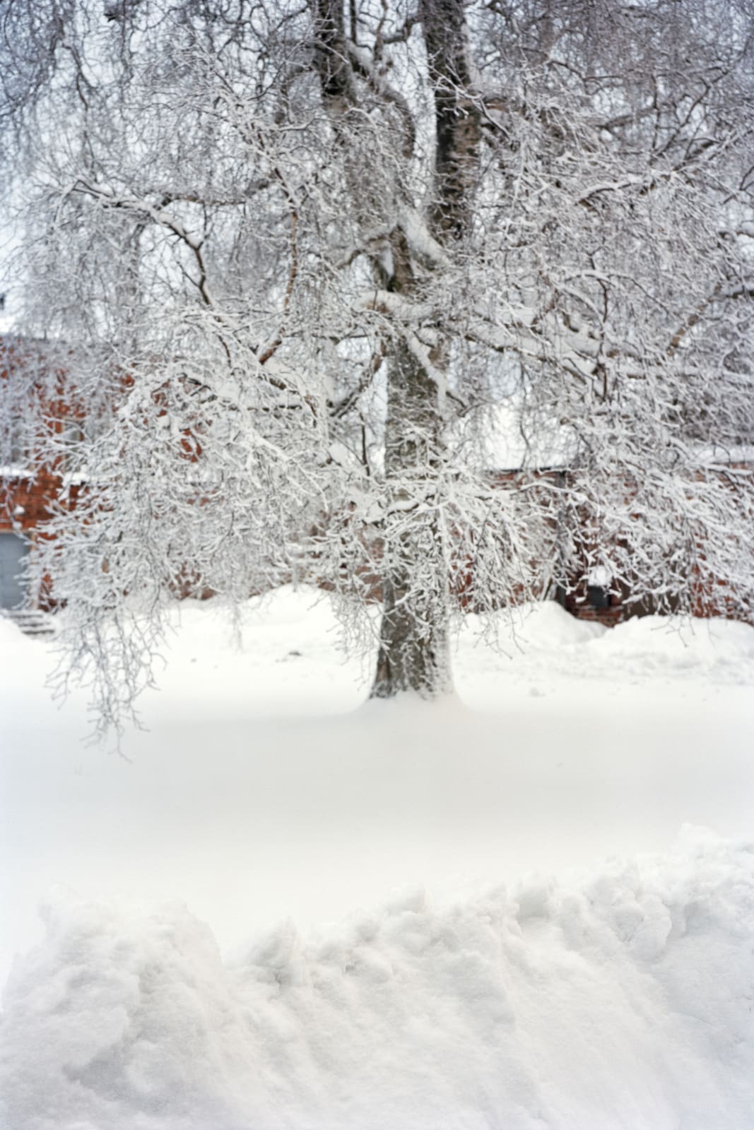 Sanja Pahoki, Blurry Tree (Suomenlinna), 2012