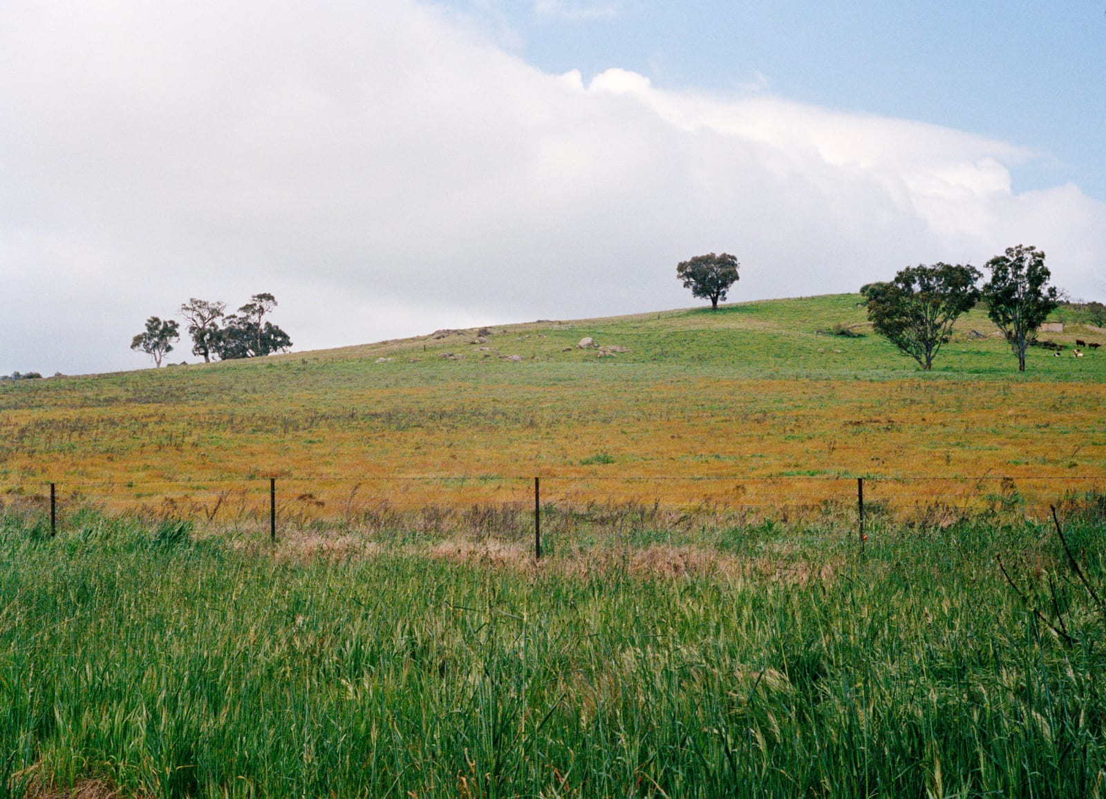 Drew Pettifer, Untitled (McGlede's Hill), 2023