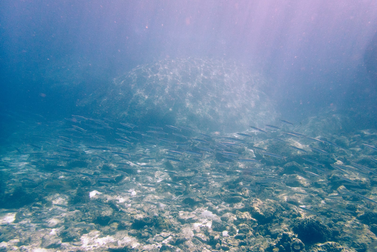 Wan Chantavilasvong, Underwater aurora, 2023