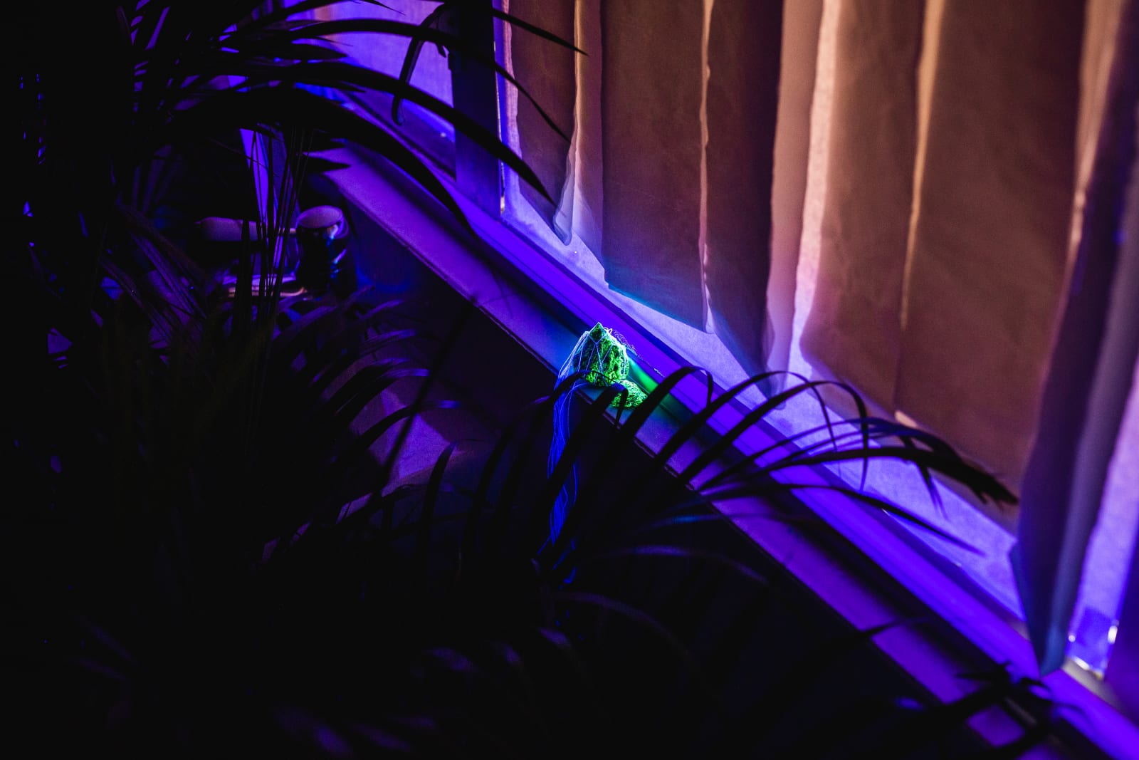 Jaffa Lam, Rocking in Mini Zen Garden, 2020