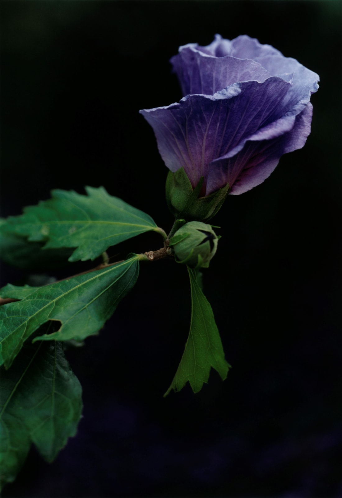 Thomas Struth, Ast mit Stockrose – N° 56, Düsseldorf (im Nordpark), 1993