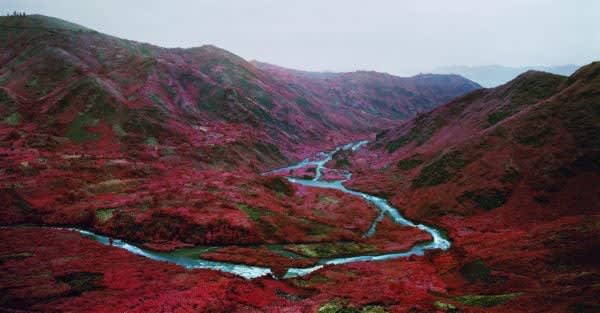 Richard Mosse, Love is the Drug, 2012