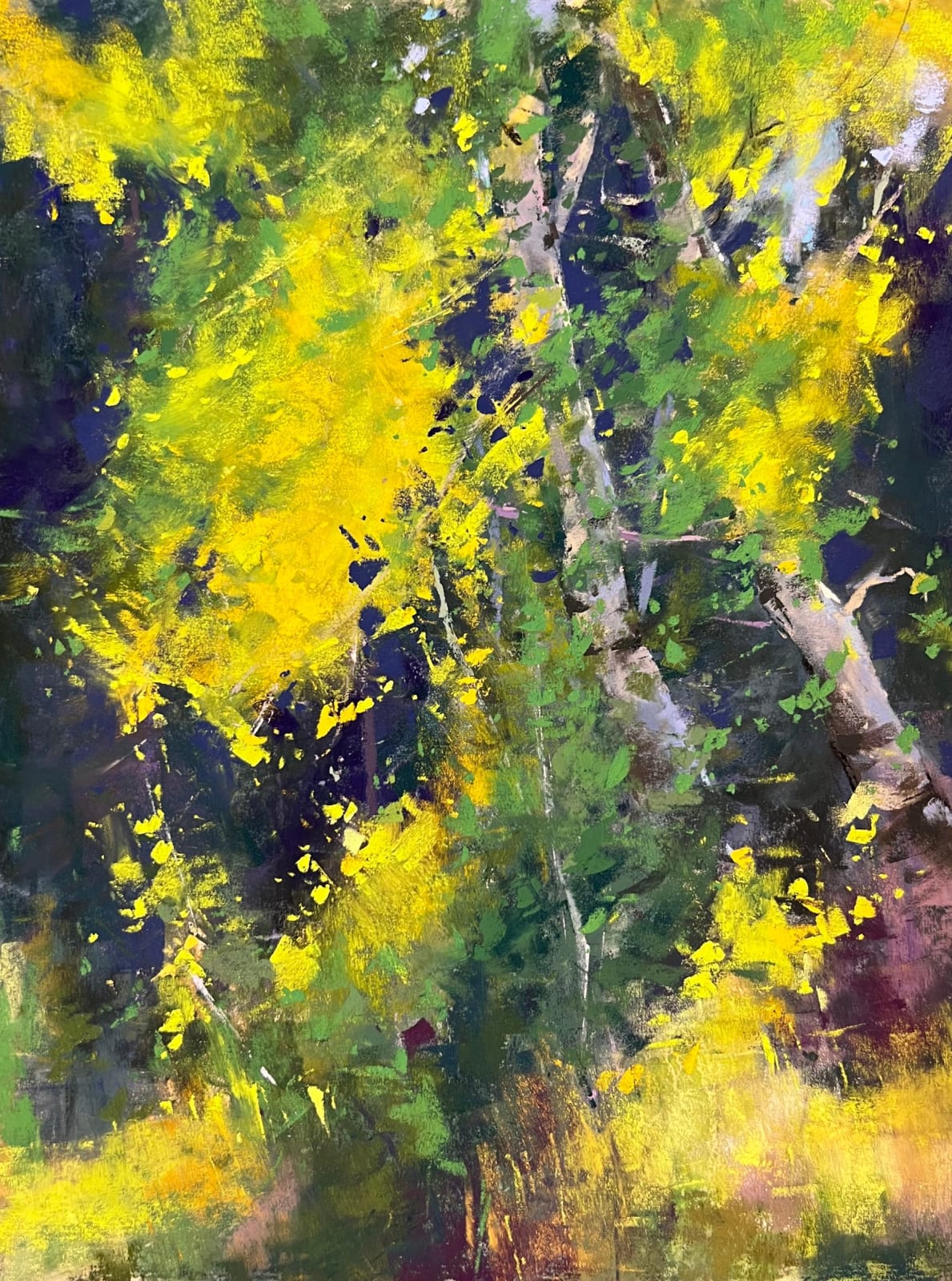 Jacob Aguiar, Backlit Aspen