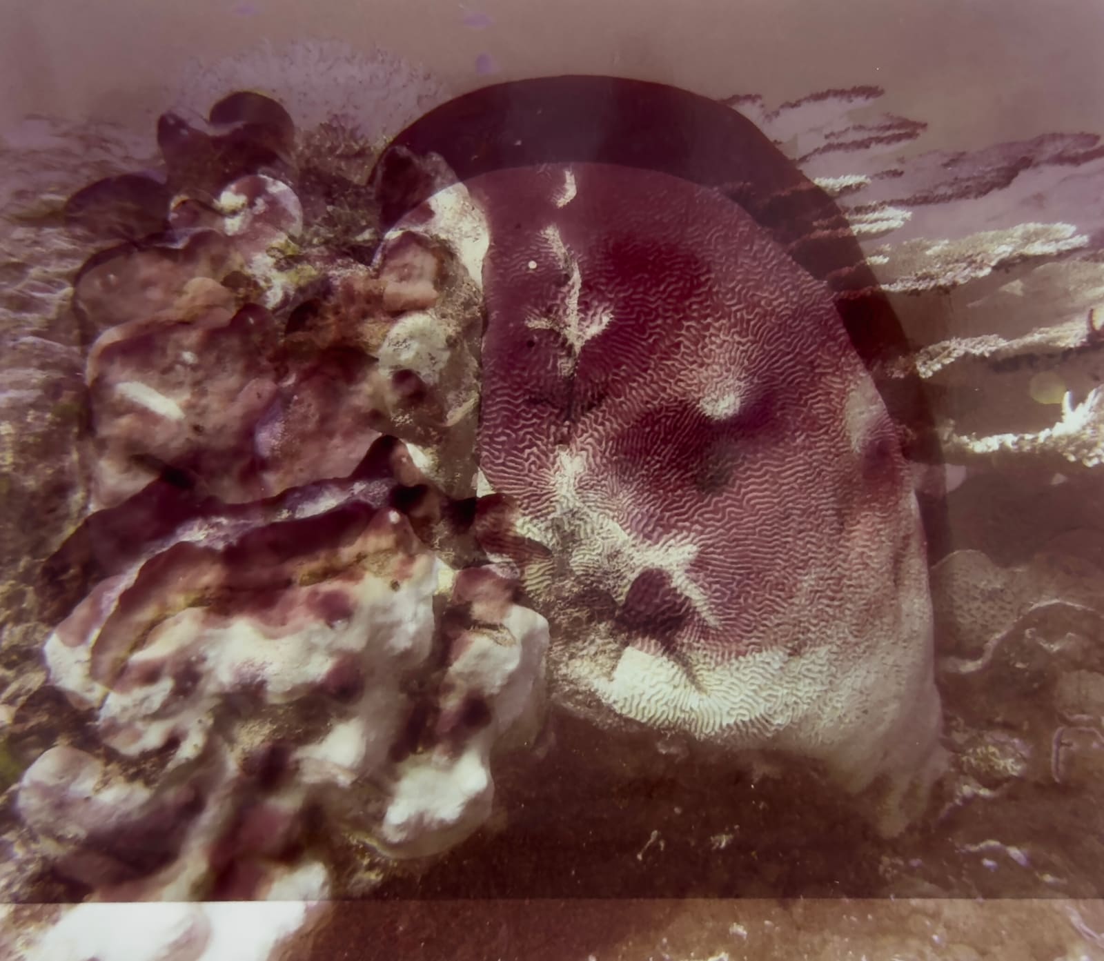 Izabela Pluta, Resonant exposure #2-7, 2025