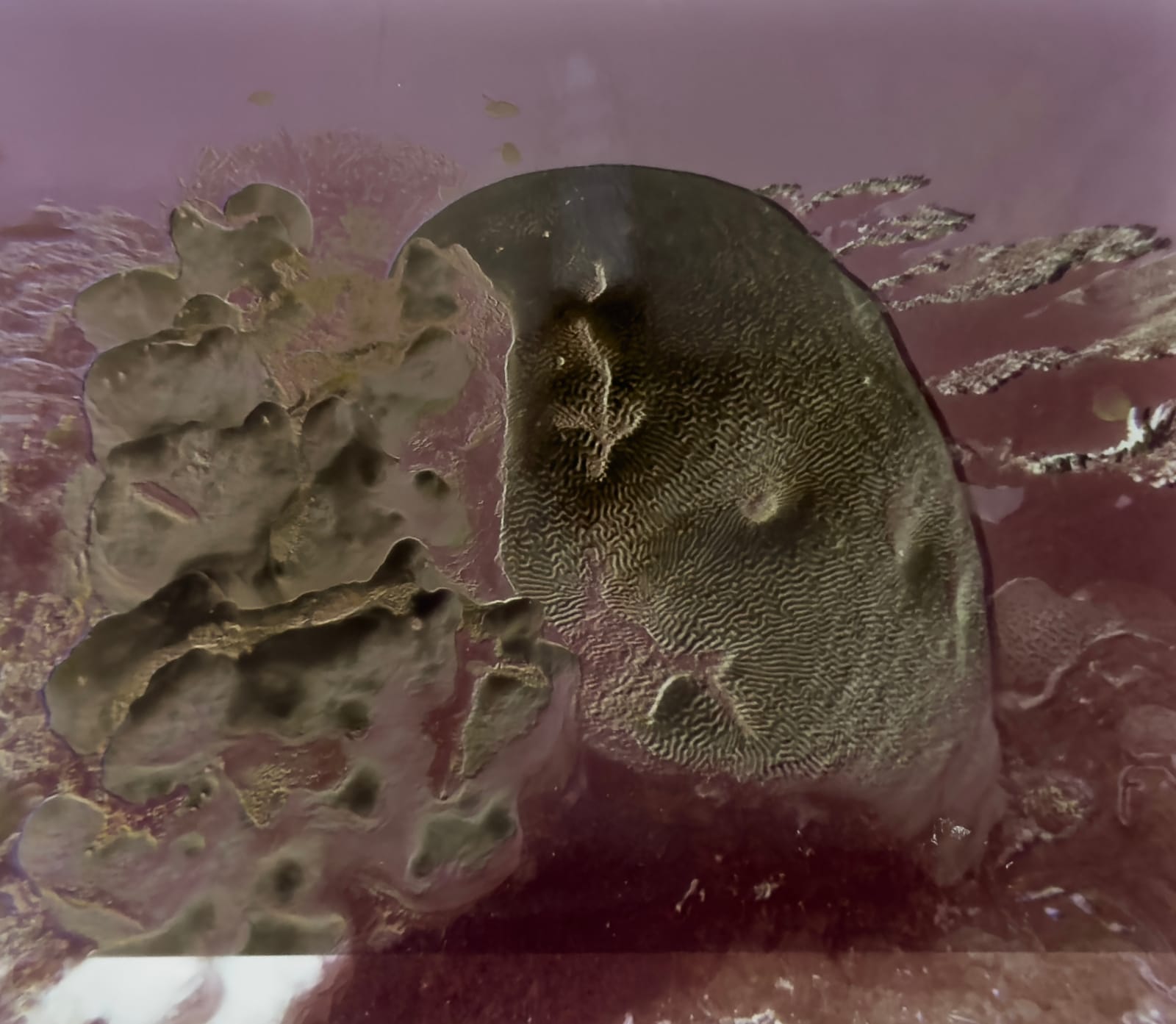 Izabela Pluta, Resonant exposure #2-7, 2025