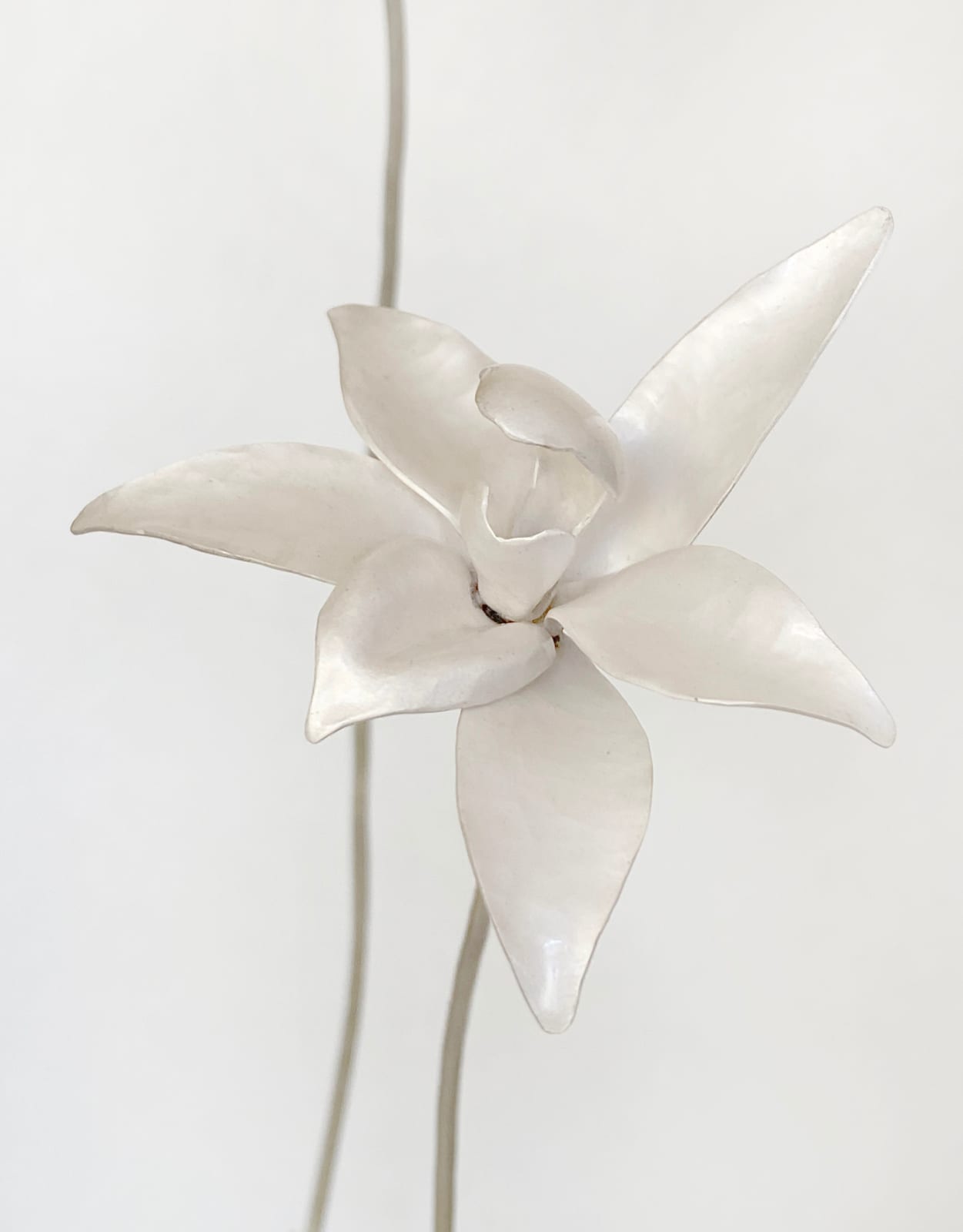 Sophie Carnell, Glossodia major / Waxlip orchid, 2025