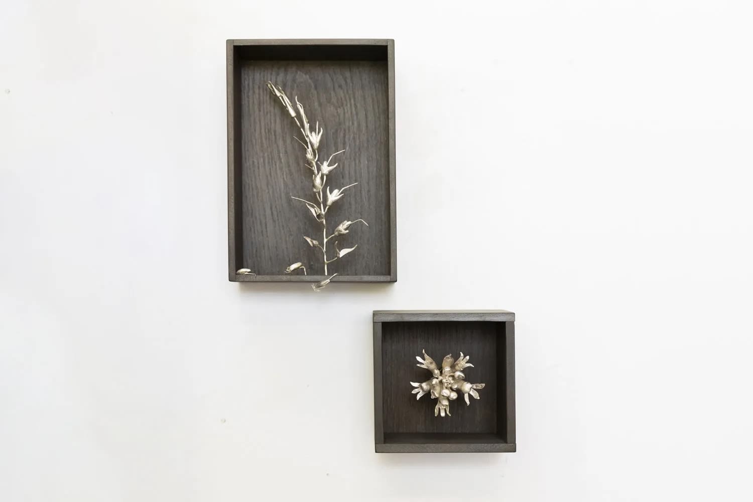 Sophie Carnell, Deyeuxia minor / Small bentgrass, 2023