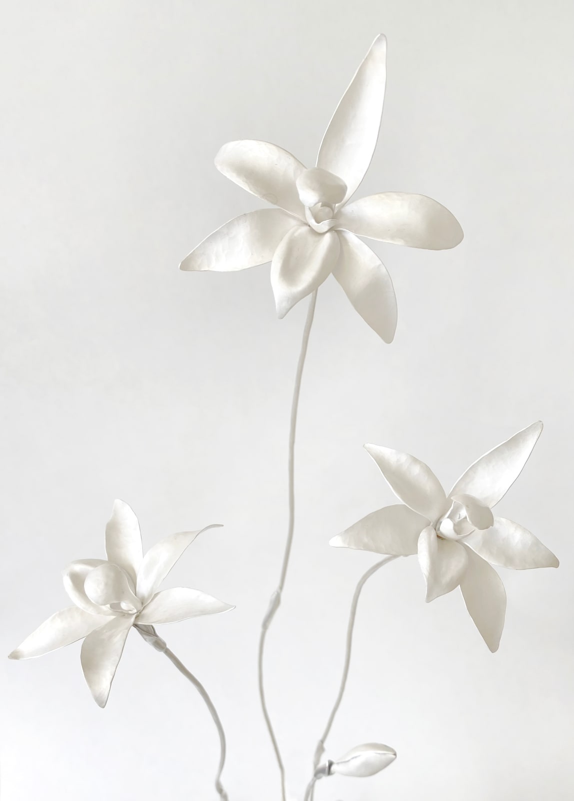 Sophie Carnell, Glossodia major / Waxlip orchid, 2025