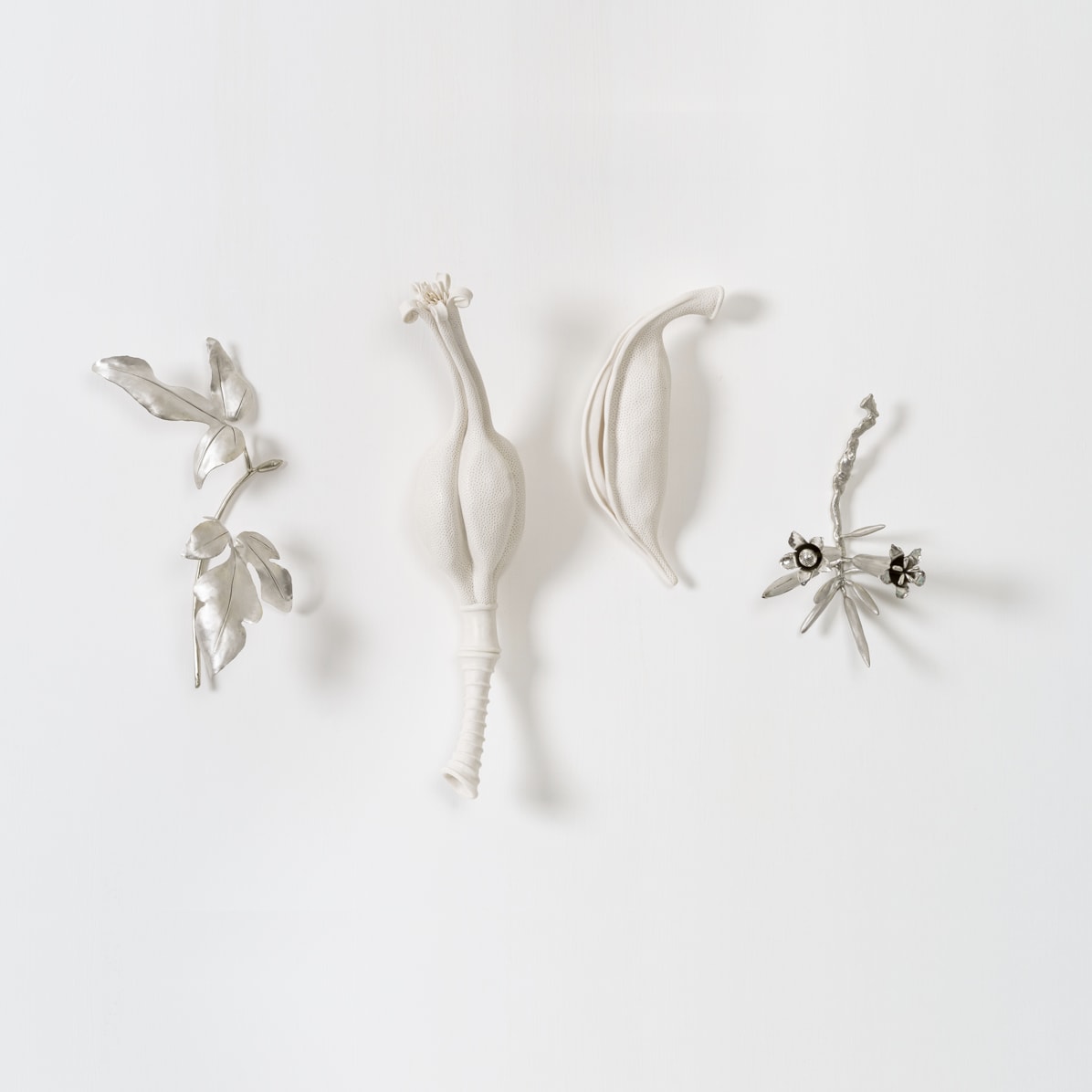 Sarah Rayner & Sophie Carnell, Brachychiton bidwillii/Little Kurrajong, 2021
