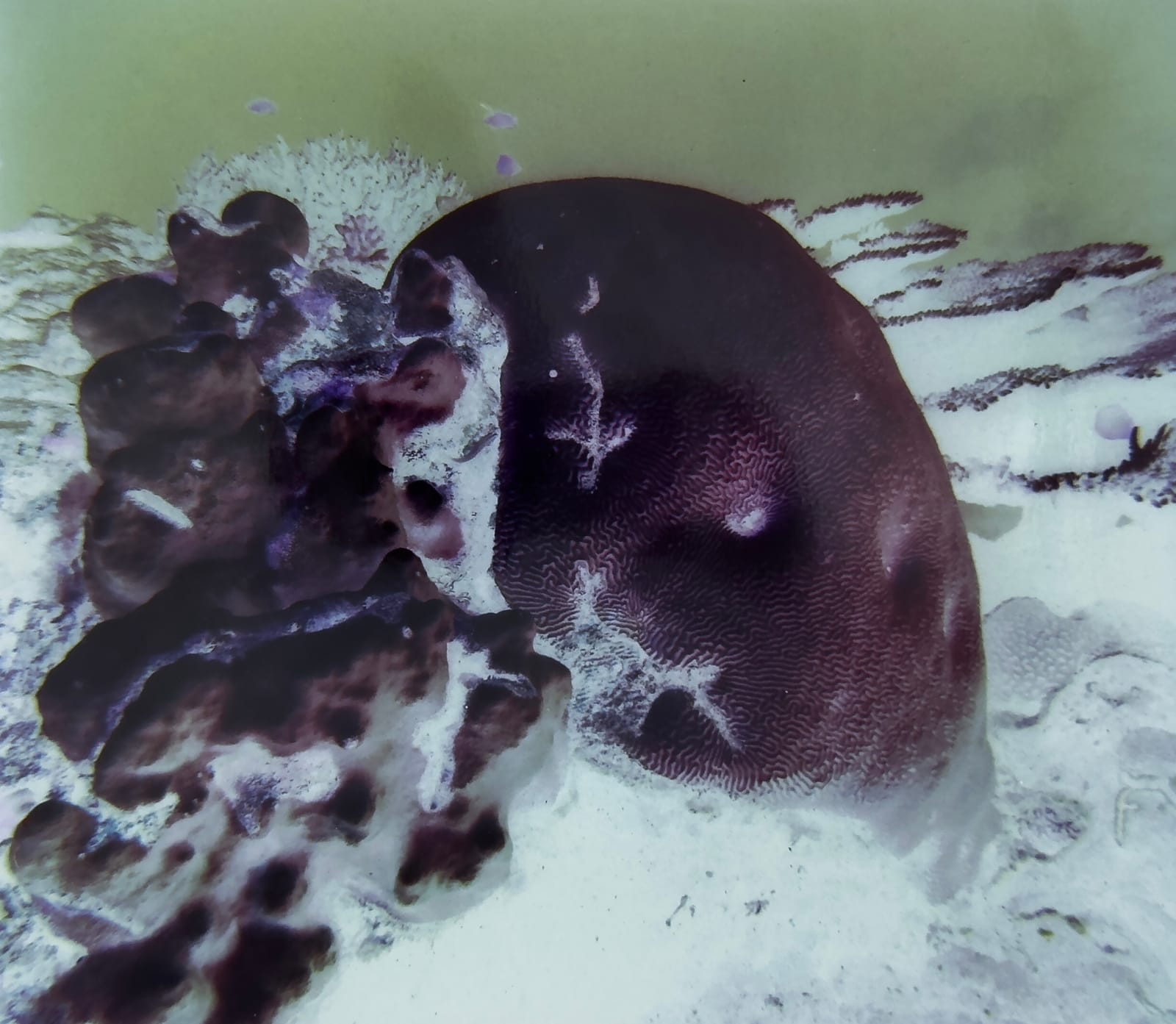 Izabela Pluta, Resonant exposure #2-7, 2025