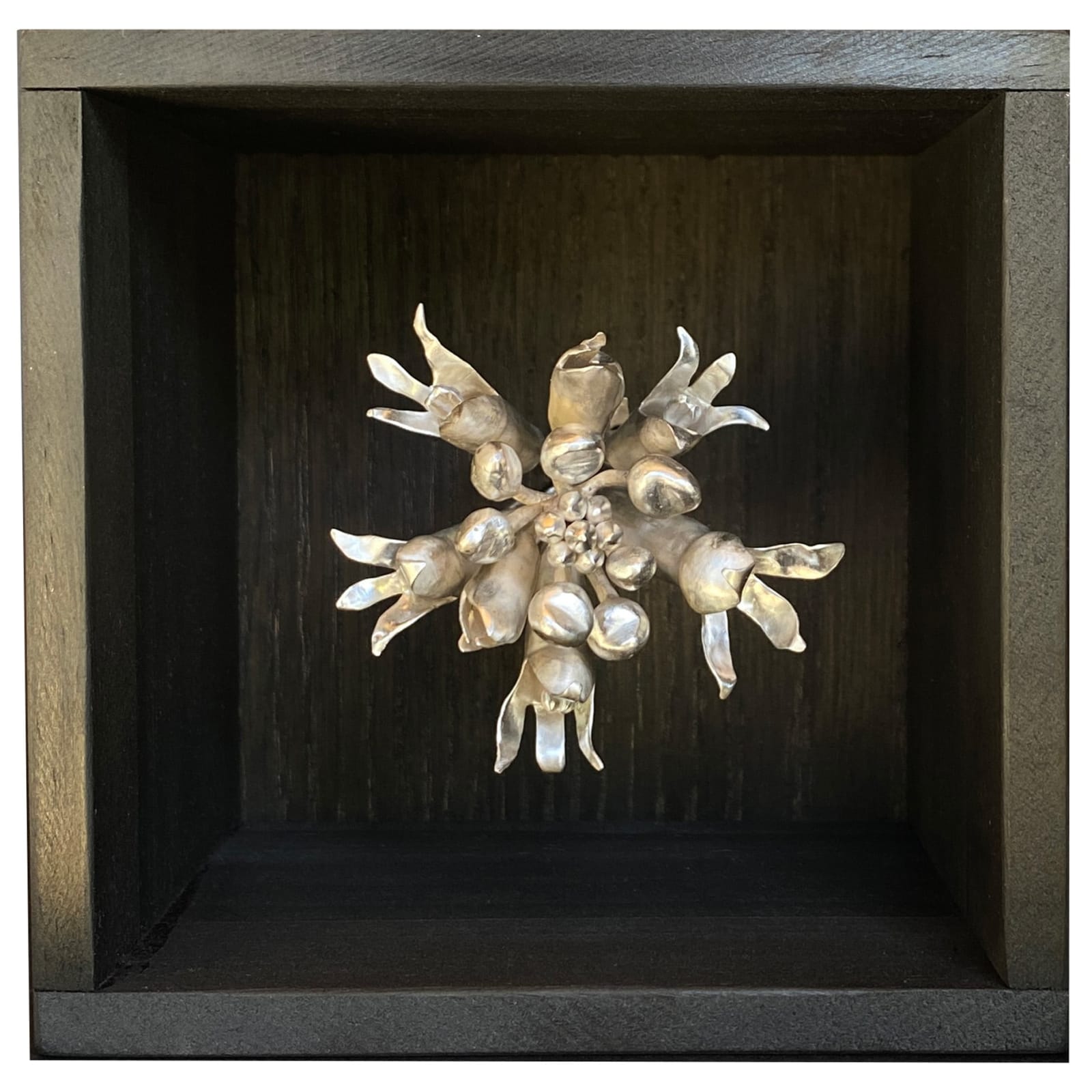 Sophie Carnell, Conospermum hookeri / Tasmanian smokebush, 2023