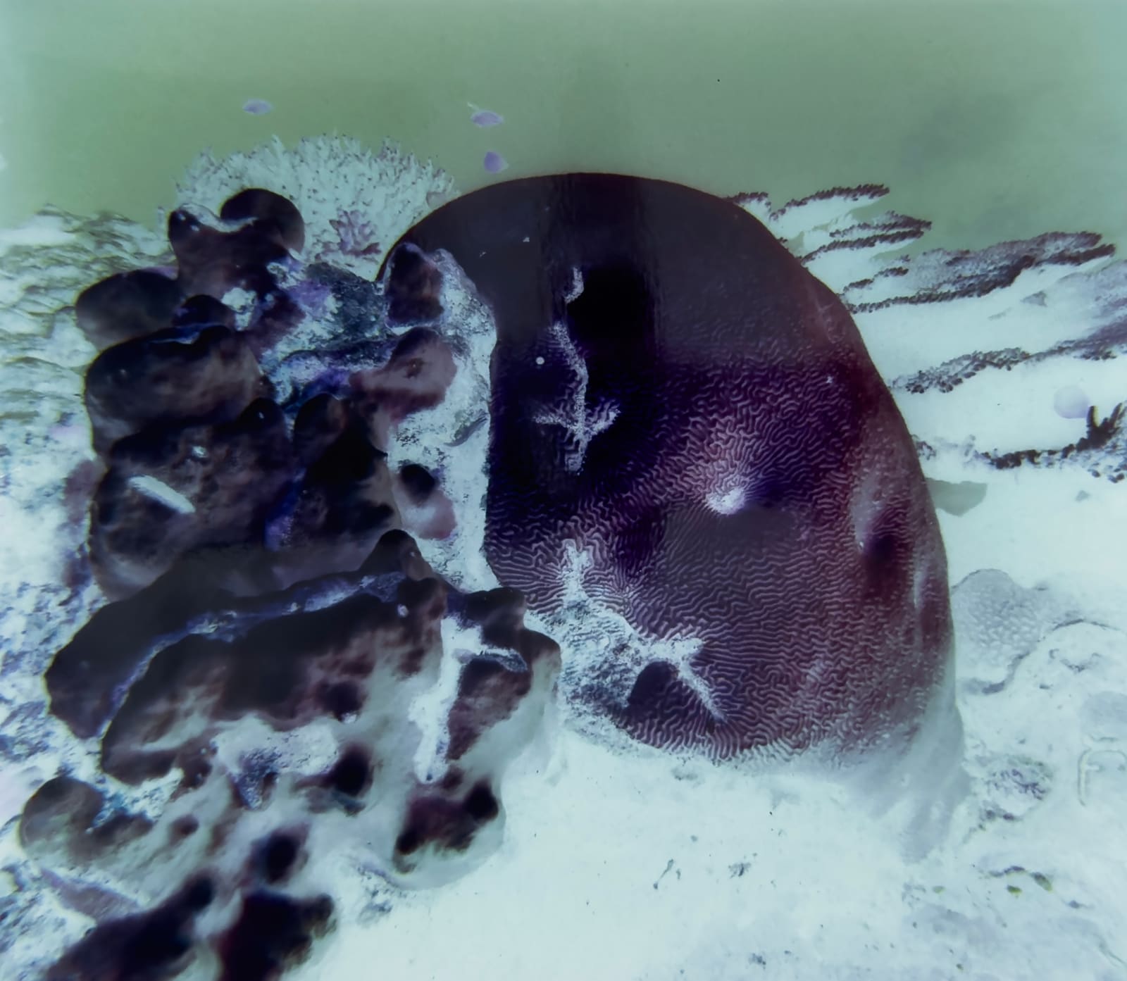 Izabela Pluta, Resonant exposure #2-7, 2025