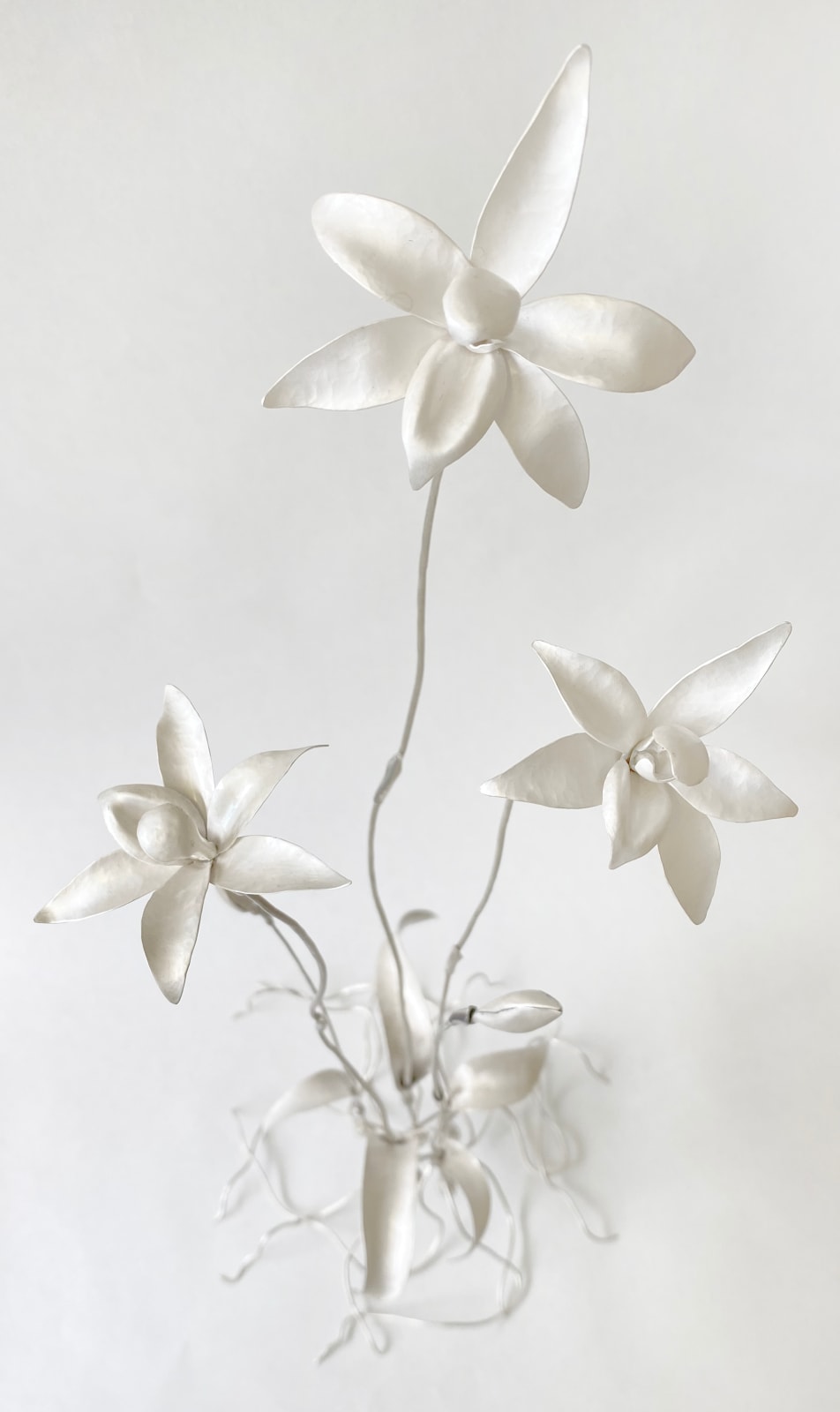 Sophie Carnell, Glossodia major / Waxlip orchid, 2025