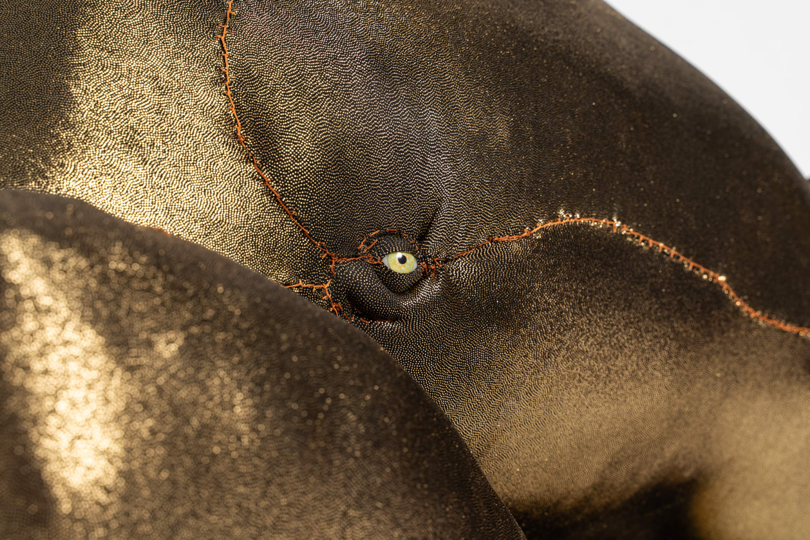 Tarryn Gill, Limber 6, 2021