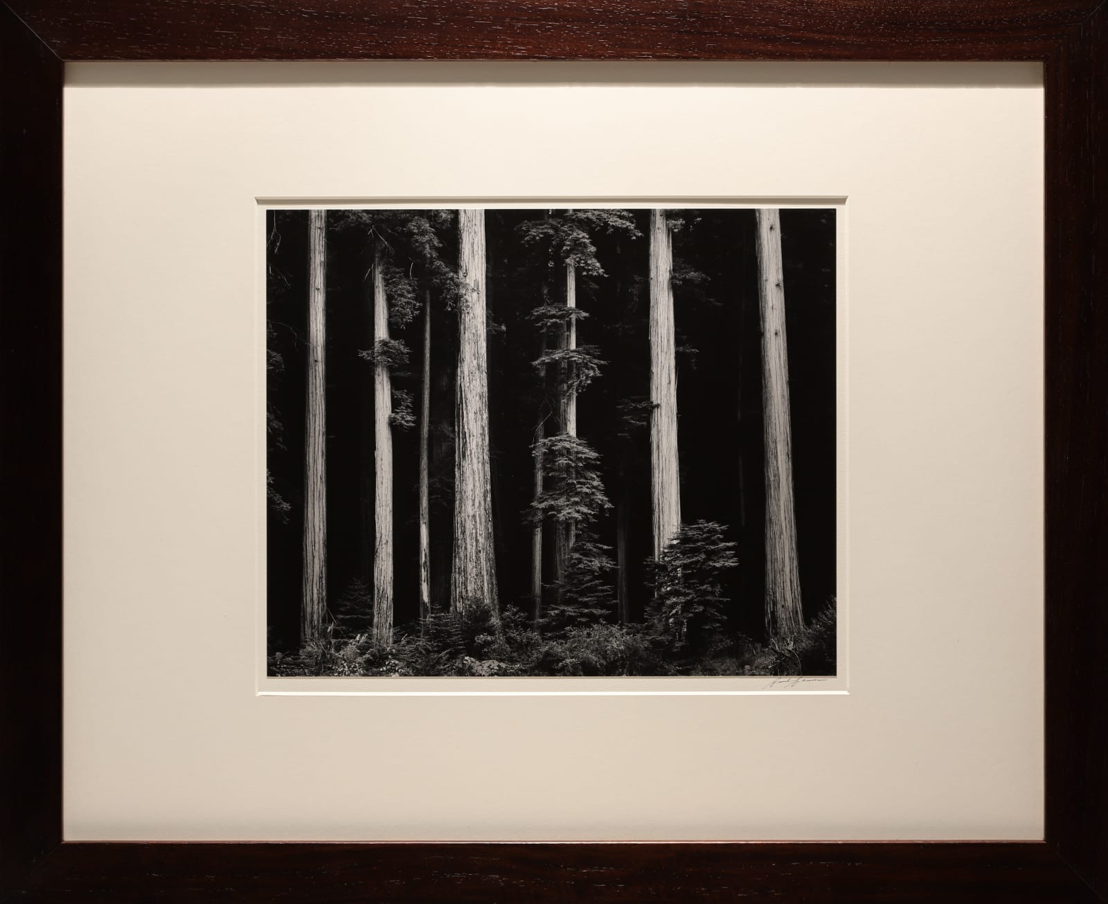 Ansel Adams, Northern California Coast Redwoods, 1960