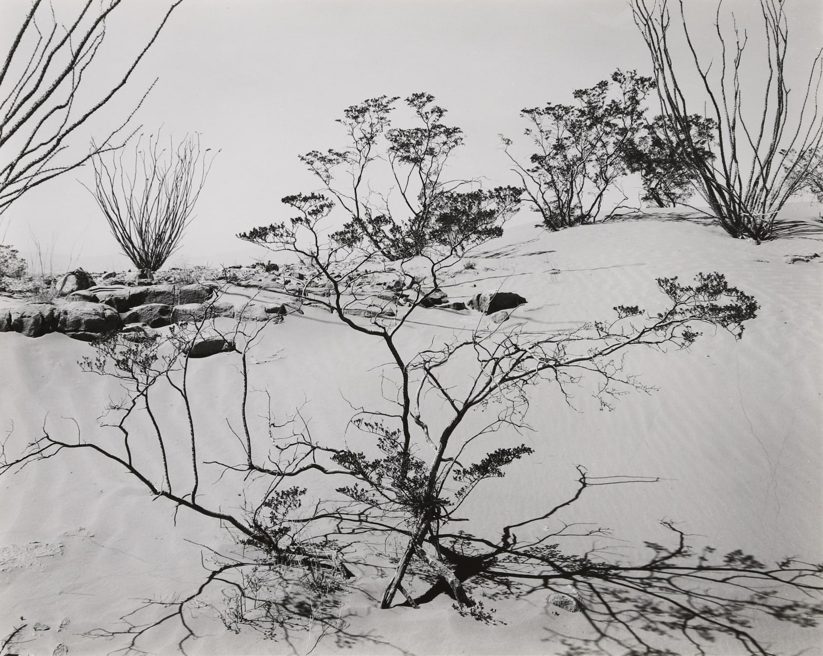 Brett Weston, Texas Desert, 1946