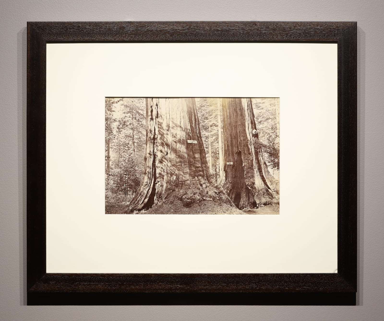 Carleton Watkins, Old Dominion, Big Trees, California, c. 1878-81