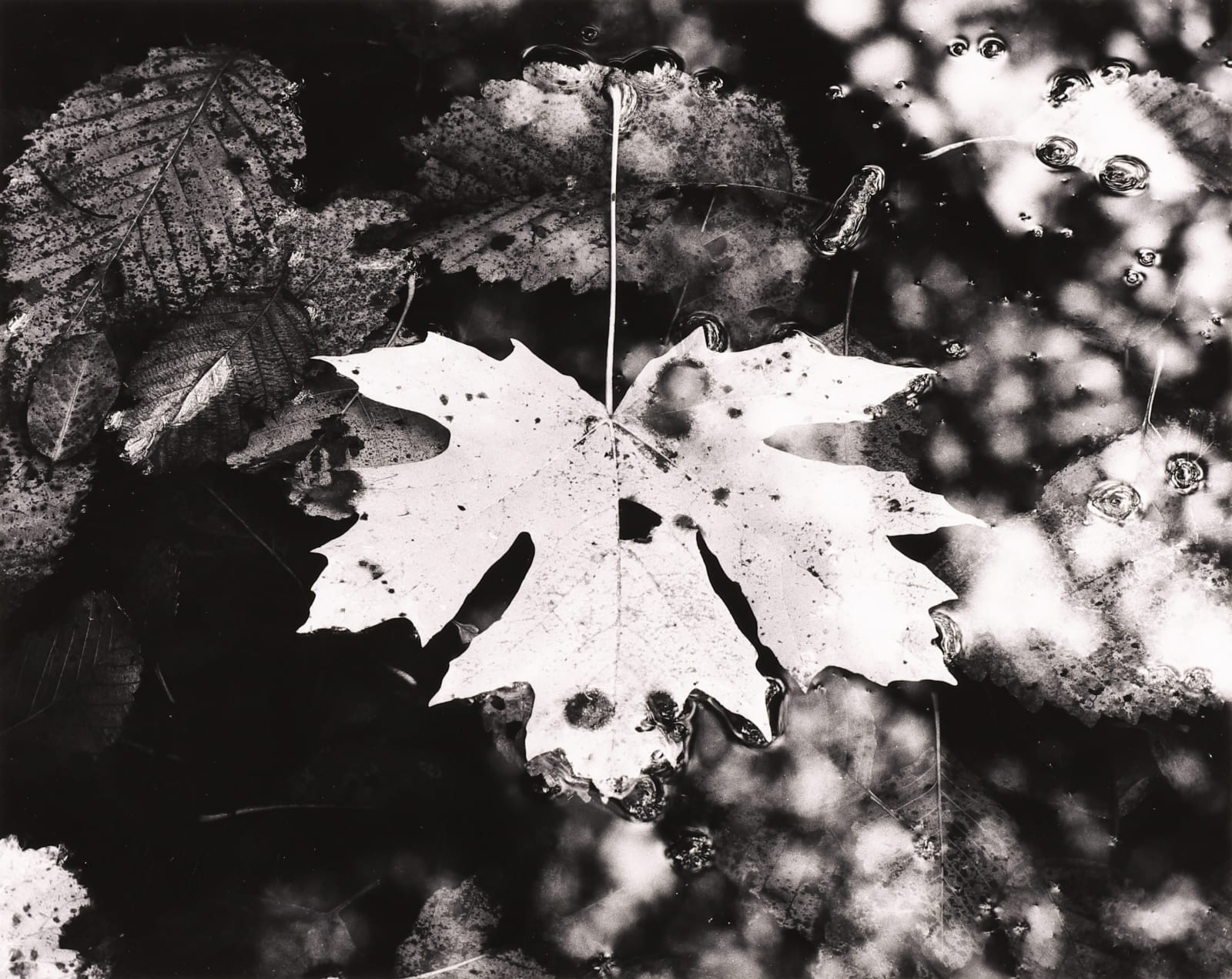 Robert K. Byers, Near Coos Bay, Oregon, 1976
