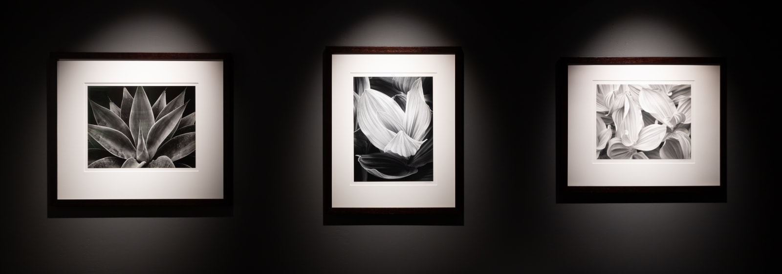 Brett Weston, Century Plant, 1977