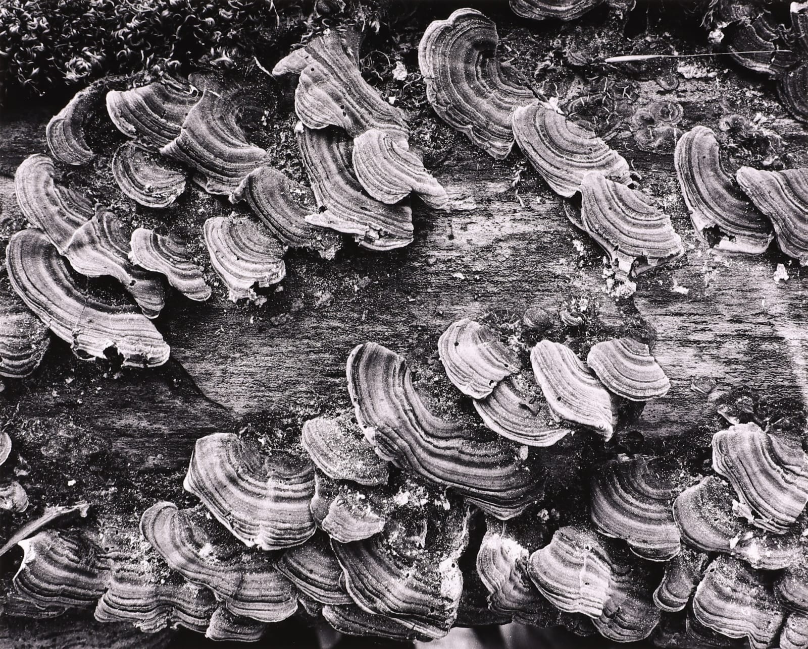 Brett Weston, Garland Memorial Portfolio, 1976