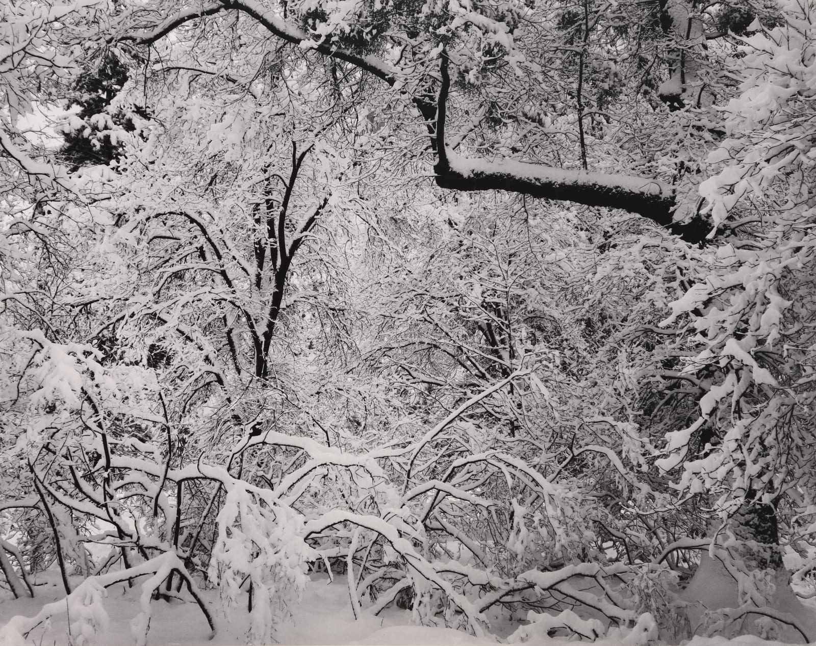 Ansel Adams, Fresh Snow, Yosemite Valley, 1947