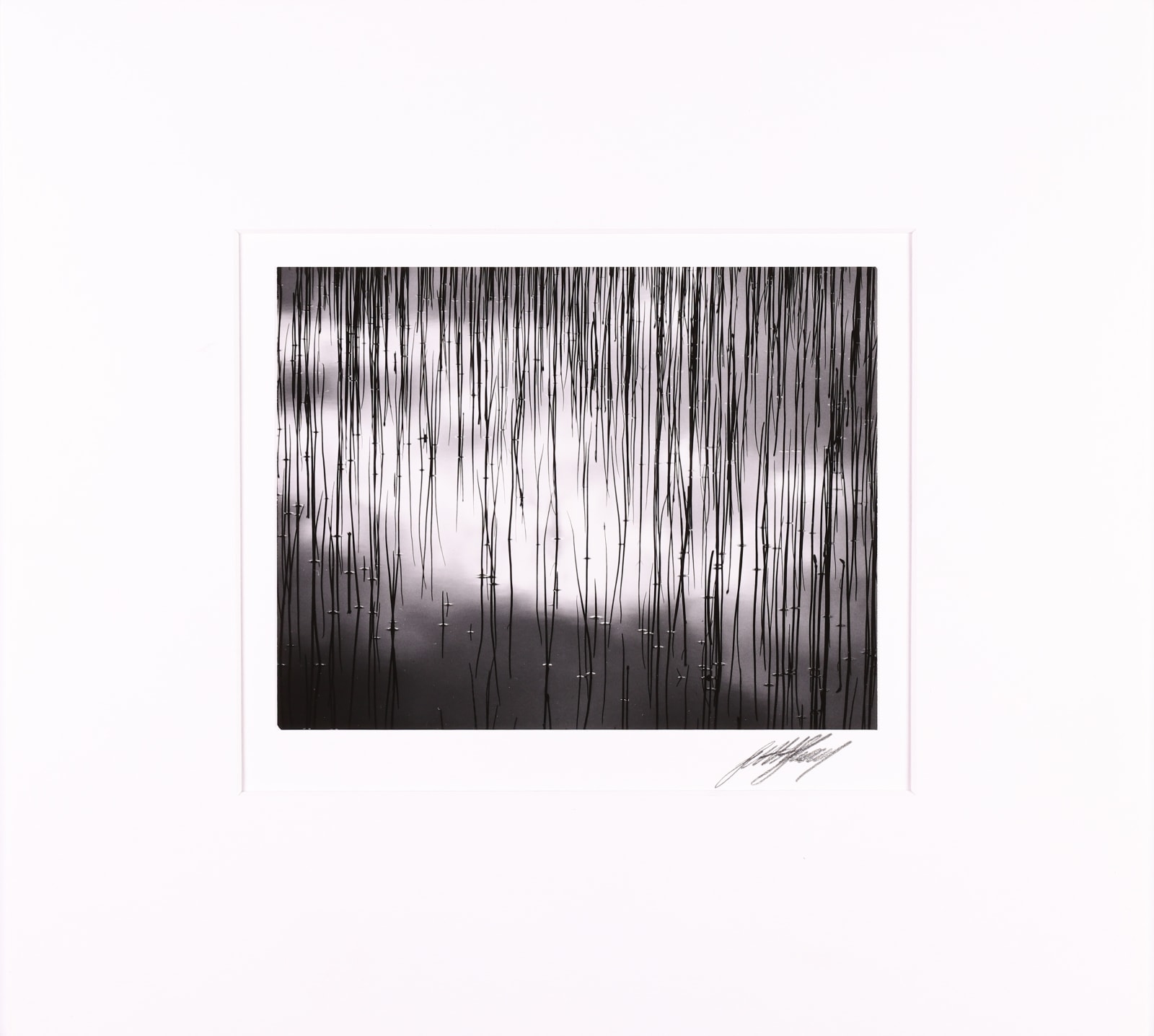 Scott Shaver, Water and Reeds, BC Canada, 1993