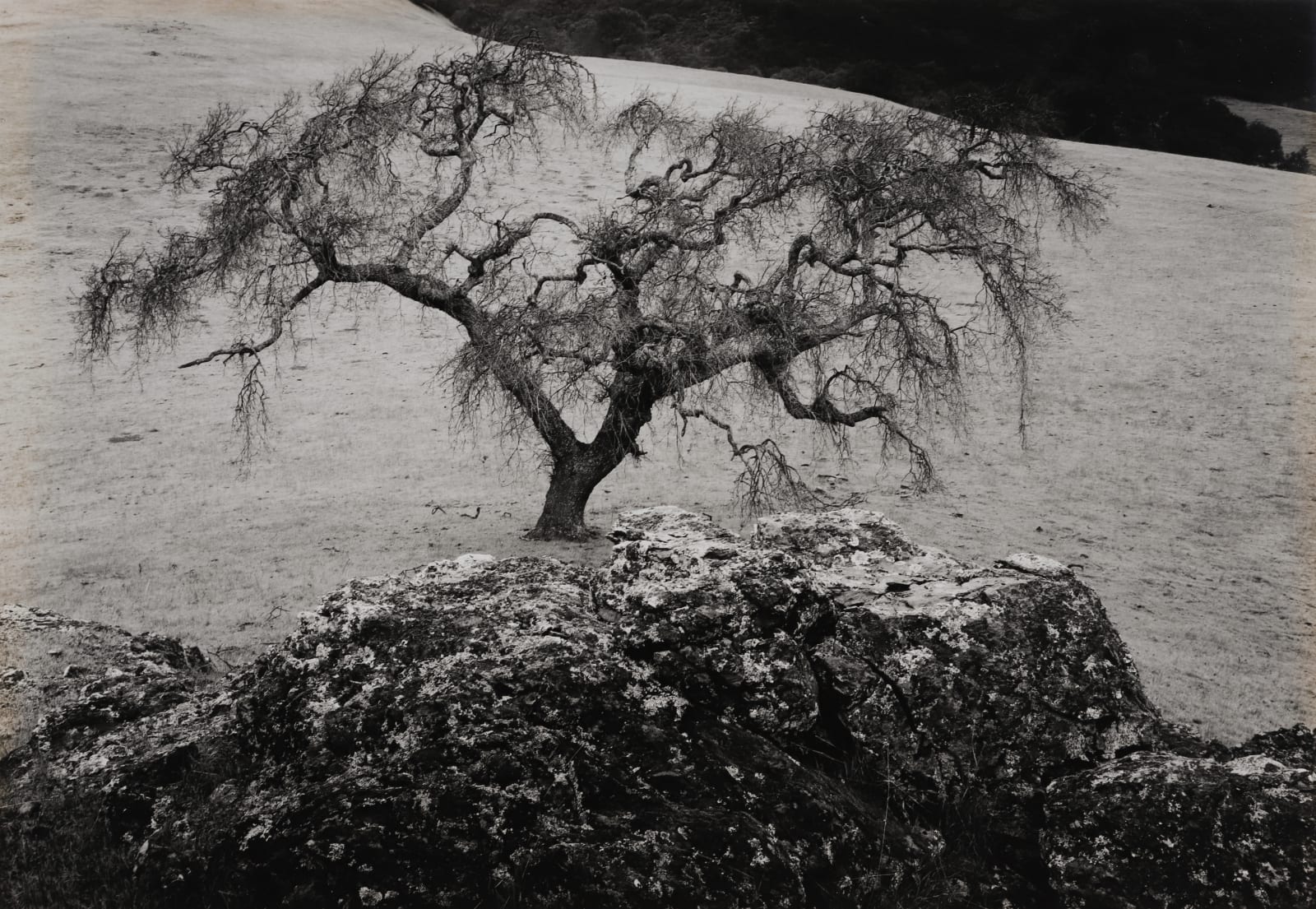 Pirkle Jones, Oak Tree and Rock, Black Hawk Ranch, CA, 1954