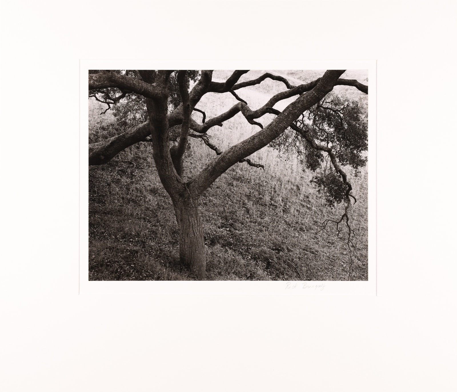Rick Bungolf, Oak Tree, Carmel, 1977