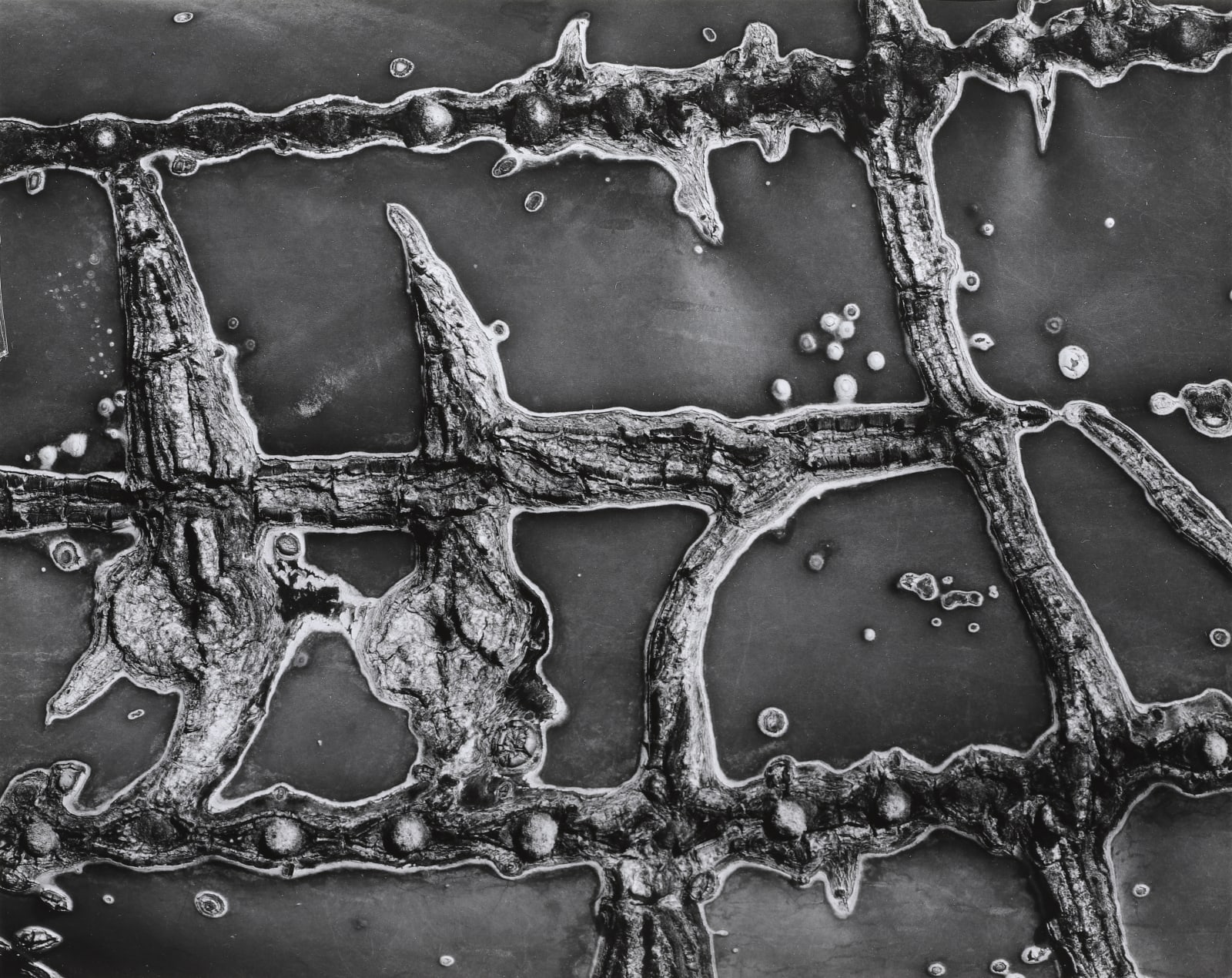 Brett Weston, Cactus Abrasion, 1966