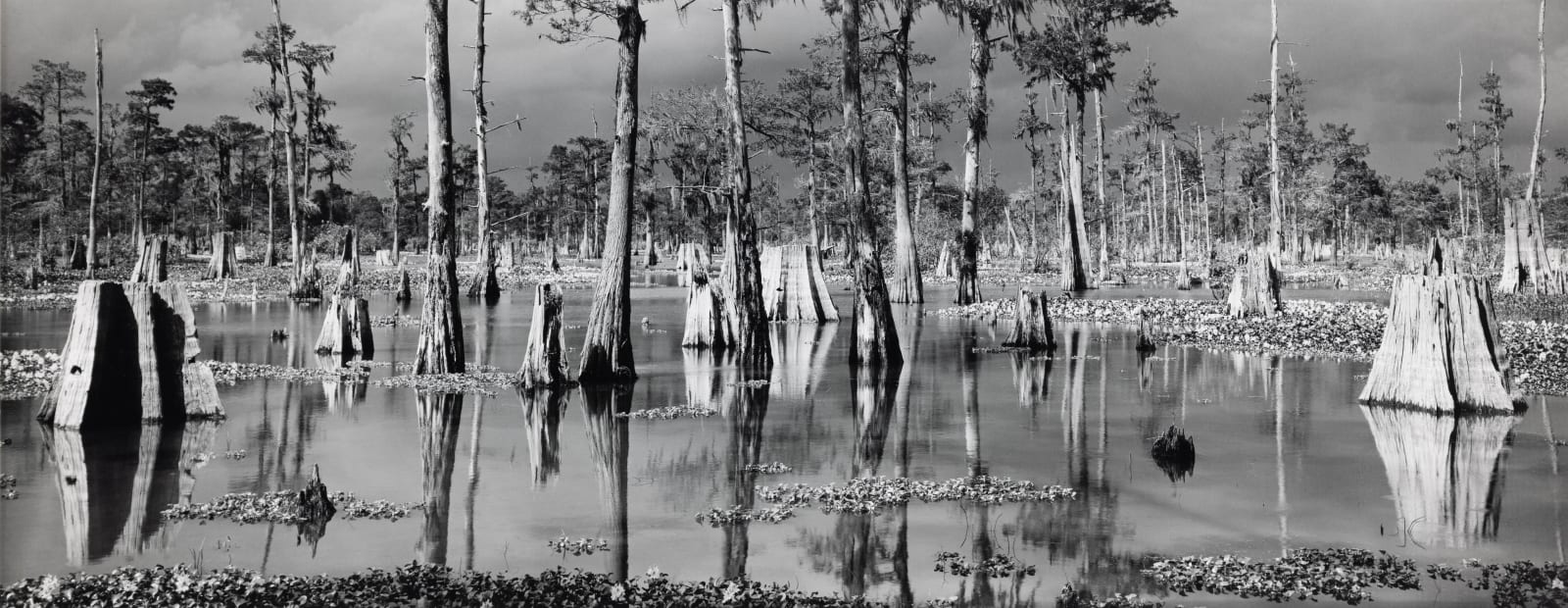 Michael A. Smith, Atchafalaya Basin, Louisiana, 1985