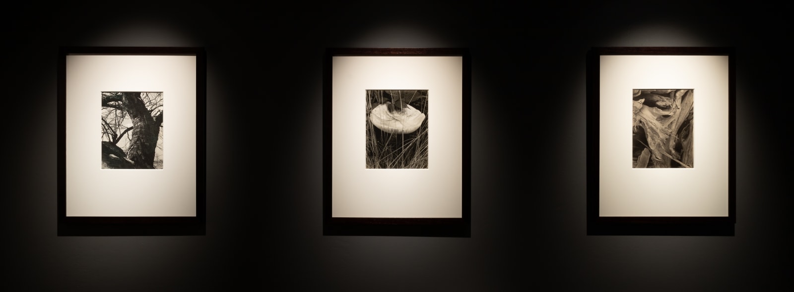 Paul Strand, Toadstool and Grasses, Georgetown, Maine, 1928