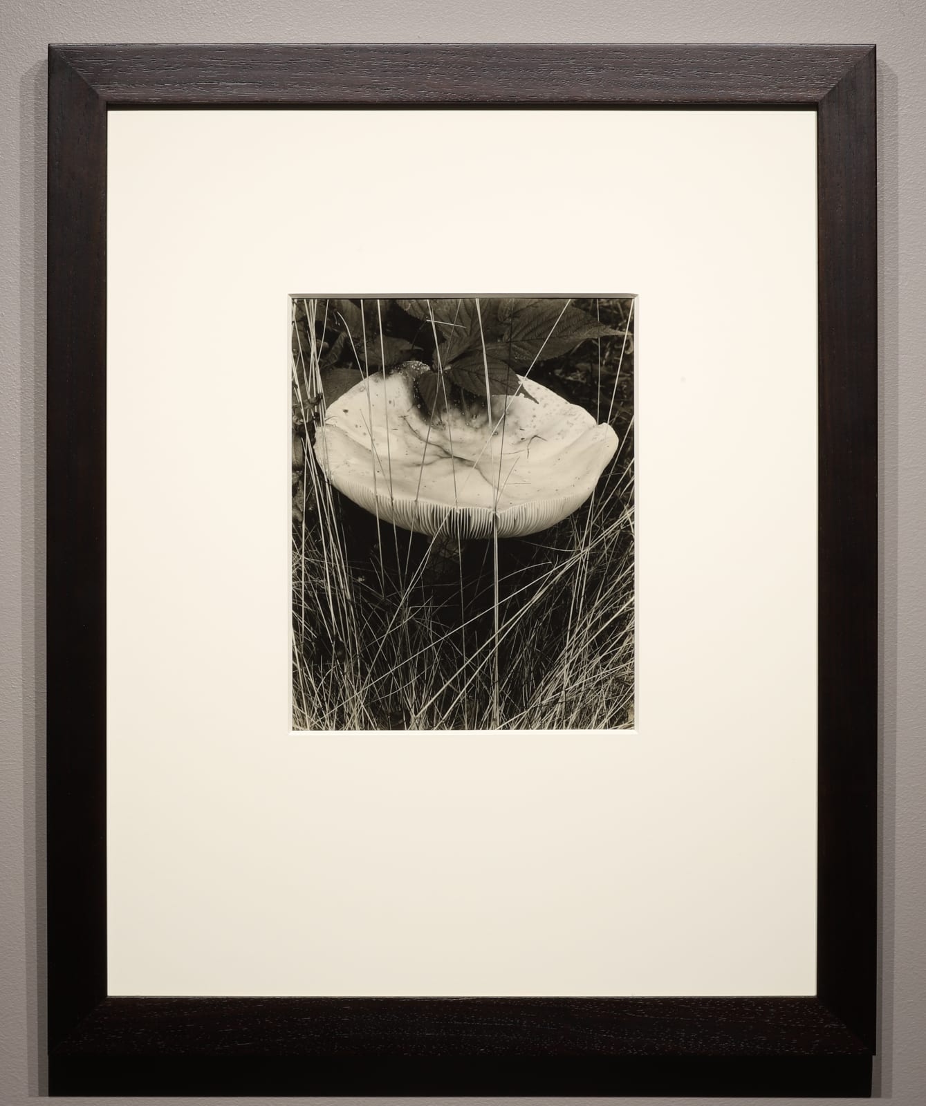 Paul Strand, Toadstool and Grasses, Georgetown, Maine, 1928