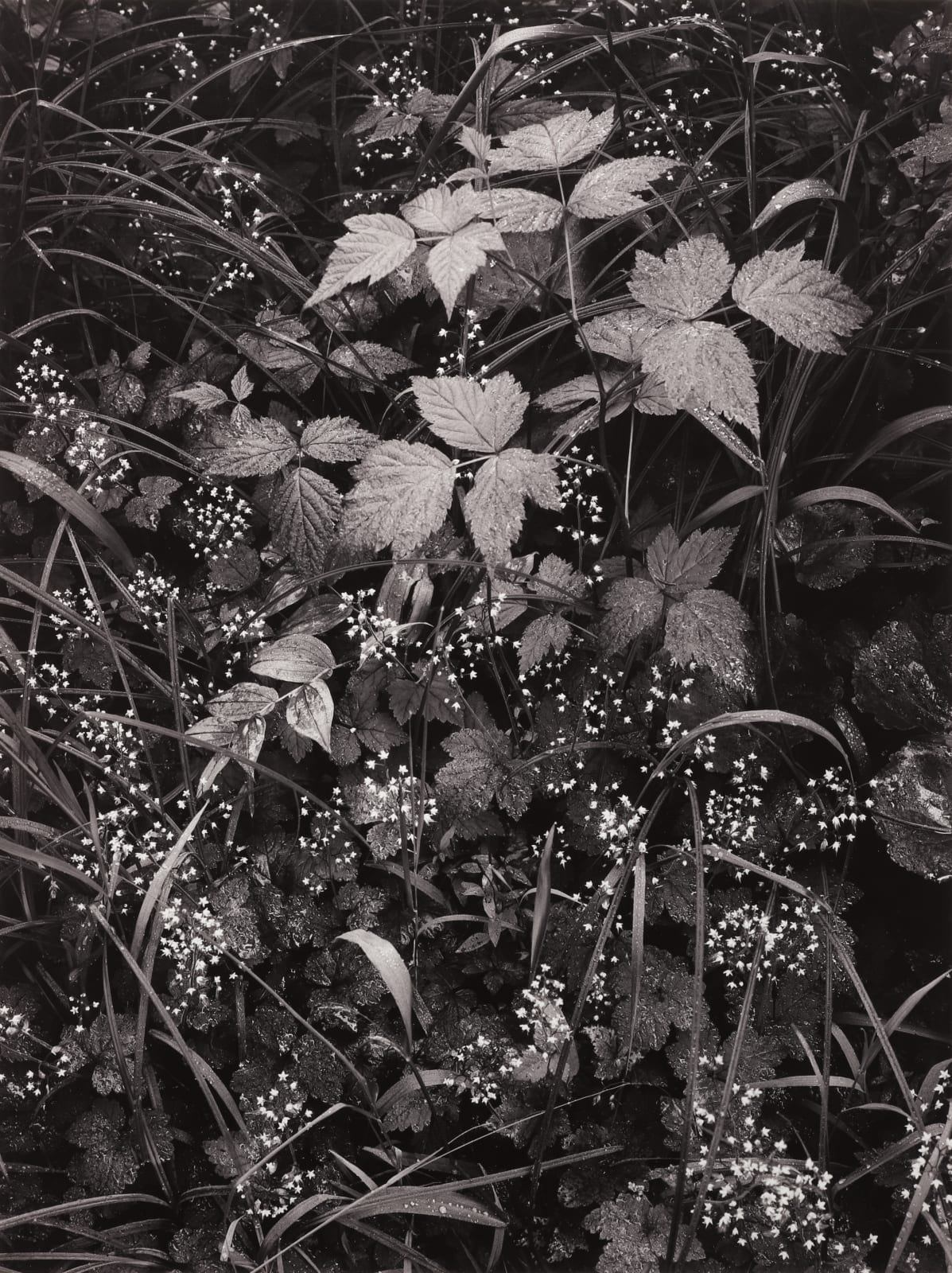 Ansel Adams, Trailside, Juneau, Alaska, 1947