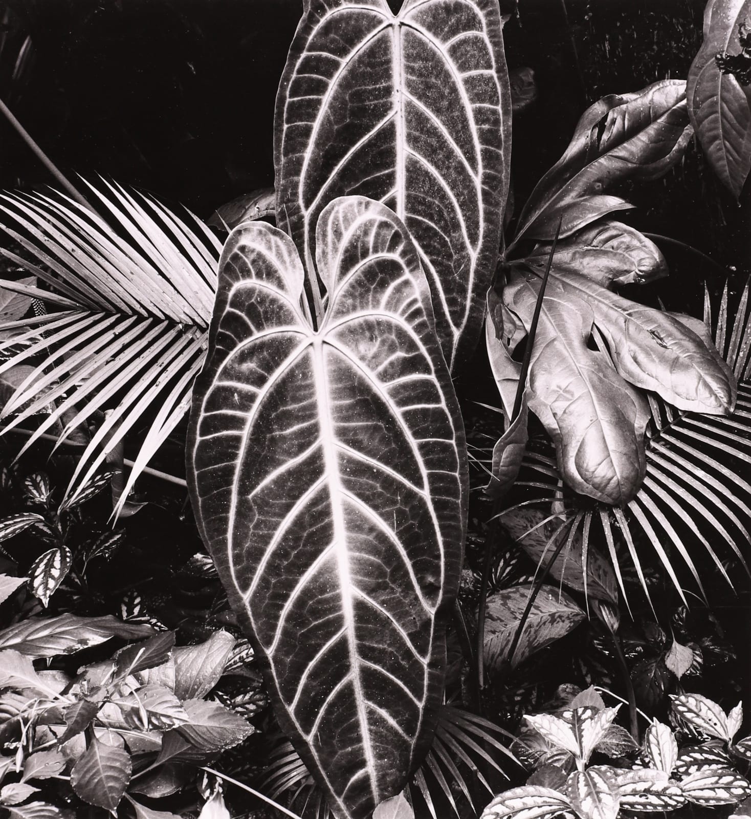 Brett Weston, Leaf Cluster, Hawaii, 1979