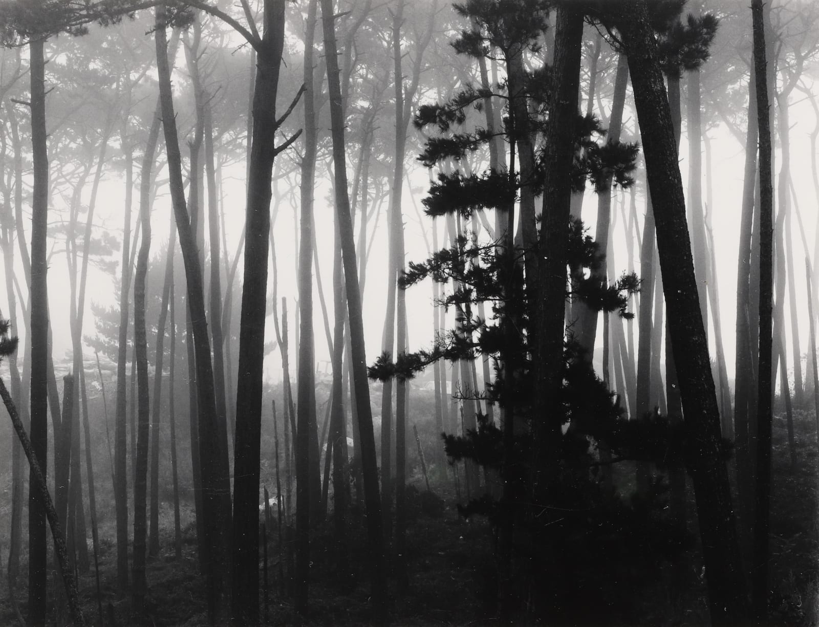 Robert K. Byers, Trees in Fog, Pebble Beach, California, 1999