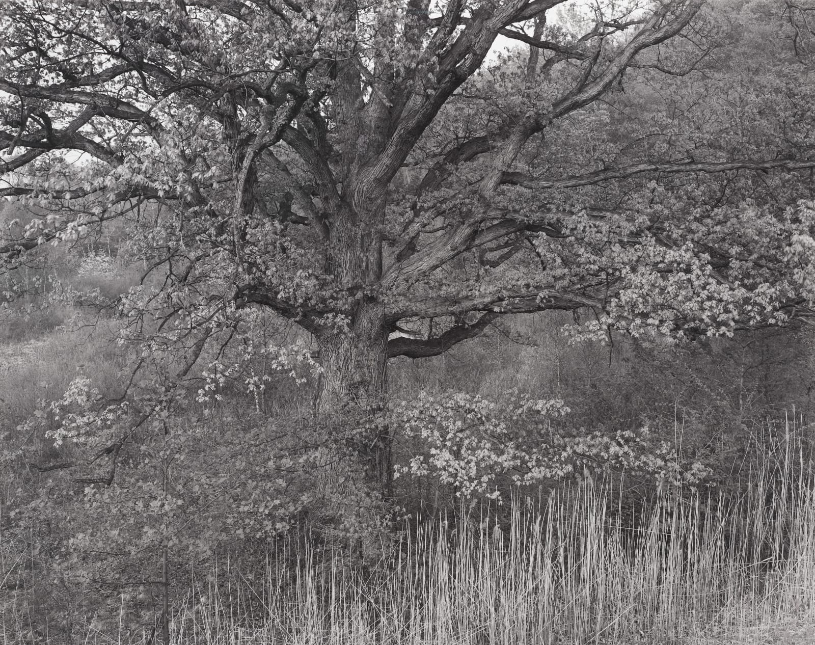George Tice, Oak Tree, Holmdel, New Jersey, 1970