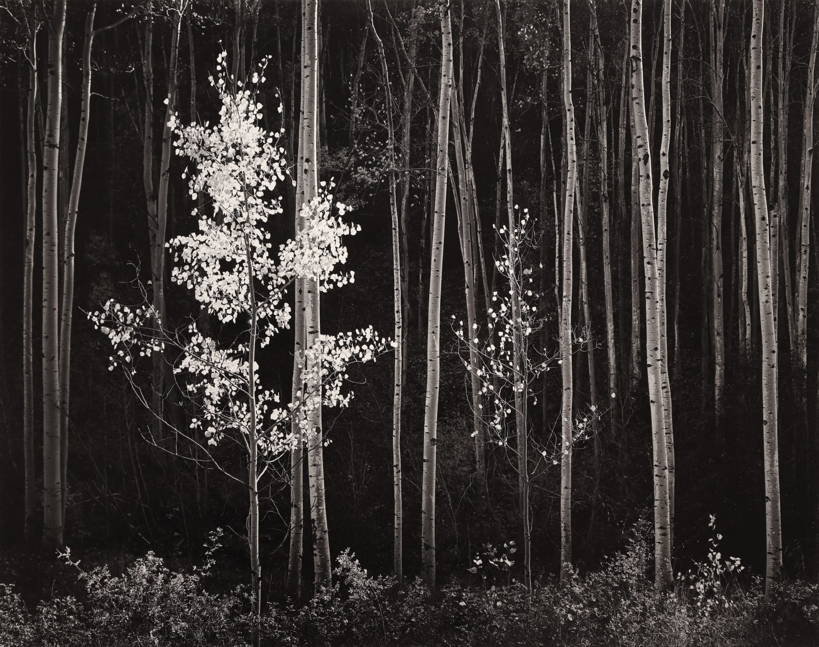 Ansel Adams, Aspens, Northern NM, 1958